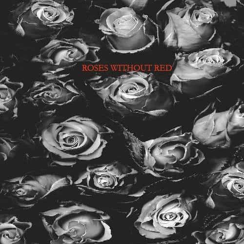 roses-without-red