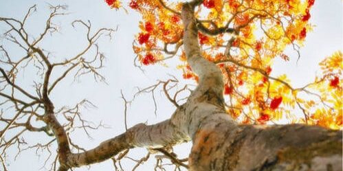 winterfall